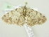  ( - BC ZSM Lep 76574)  @11 [ ] CreativeCommons - Attribution Non-Commercial Share-Alike (2013) Axel Hausmann/Bavarian State Collection of Zoology (ZSM) SNSB, Zoologische Staatssammlung Muenchen