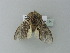  ( - BC ZSM Lep 77354)  @12 [ ] CreativeCommons - Attribution Non-Commercial Share-Alike (2013) Axel Hausmann/Bavarian State Collection of Zoology (ZSM) SNSB, Zoologische Staatssammlung Muenchen