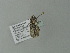  ( - BC ZSM Lep 77362)  @12 [ ] CreativeCommons - Attribution Non-Commercial Share-Alike (2013) Axel Hausmann/Bavarian State Collection of Zoology (ZSM) SNSB, Zoologische Staatssammlung Muenchen