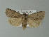  ( - BC ZSM Lep 77423)  @13 [ ] CreativeCommons - Attribution Non-Commercial Share-Alike (2013) Axel Hausmann/Bavarian State Collection of Zoology (ZSM) SNSB, Zoologische Staatssammlung Muenchen