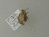  ( - BC ZSM Lep 77436)  @12 [ ] CreativeCommons - Attribution Non-Commercial Share-Alike (2013) Axel Hausmann/Bavarian State Collection of Zoology (ZSM) SNSB, Zoologische Staatssammlung Muenchen