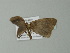  ( - BC ZSM Lep 77452)  @12 [ ] CreativeCommons - Attribution Non-Commercial Share-Alike (2013) Axel Hausmann/Bavarian State Collection of Zoology (ZSM) SNSB, Zoologische Staatssammlung Muenchen