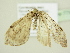  ( - BC ZSM Lep 77510)  @11 [ ] CreativeCommons - Attribution Non-Commercial Share-Alike (2013) Axel Hausmann/Bavarian State Collection of Zoology (ZSM) SNSB, Zoologische Staatssammlung Muenchen