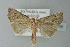  ( - BC ZSM Lep 77558)  @13 [ ] CreativeCommons - Attribution Non-Commercial Share-Alike (2013) Axel Hausmann/Bavarian State Collection of Zoology (ZSM) SNSB, Zoologische Staatssammlung Muenchen