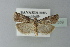  ( - BC ZSM Lep 77559)  @13 [ ] CreativeCommons - Attribution Non-Commercial Share-Alike (2013) Axel Hausmann/Bavarian State Collection of Zoology (ZSM) SNSB, Zoologische Staatssammlung Muenchen