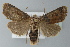  ( - BC ZSM Lep 77563)  @14 [ ] CreativeCommons - Attribution Non-Commercial Share-Alike (2013) Axel Hausmann/Bavarian State Collection of Zoology (ZSM) SNSB, Zoologische Staatssammlung Muenchen