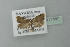  ( - BC ZSM Lep 77597)  @13 [ ] CreativeCommons - Attribution Non-Commercial Share-Alike (2013) Axel Hausmann/Bavarian State Collection of Zoology (ZSM) SNSB, Zoologische Staatssammlung Muenchen