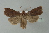  ( - BC ZSM Lep 77599)  @13 [ ] CreativeCommons - Attribution Non-Commercial Share-Alike (2013) Axel Hausmann/Bavarian State Collection of Zoology (ZSM) SNSB, Zoologische Staatssammlung Muenchen