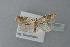  ( - BC ZSM Lep 77607)  @13 [ ] CreativeCommons - Attribution Non-Commercial Share-Alike (2013) Axel Hausmann/Bavarian State Collection of Zoology (ZSM) SNSB, Zoologische Staatssammlung Muenchen