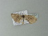  ( - BC ZSM Lep 77640)  @11 [ ] CreativeCommons - Attribution Non-Commercial Share-Alike (2013) Axel Hausmann/Bavarian State Collection of Zoology (ZSM) SNSB, Zoologische Staatssammlung Muenchen