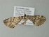  ( - BC ZSM Lep 77648)  @11 [ ] CreativeCommons - Attribution Non-Commercial Share-Alike (2013) Axel Hausmann/Bavarian State Collection of Zoology (ZSM) SNSB, Zoologische Staatssammlung Muenchen