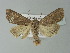  ( - BC ZSM Lep 77733)  @14 [ ] CreativeCommons - Attribution Non-Commercial Share-Alike (2013) Axel Hausmann/Bavarian State Collection of Zoology (ZSM) SNSB, Zoologische Staatssammlung Muenchen