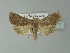  ( - BC ZSM Lep 77757)  @13 [ ] CreativeCommons - Attribution Non-Commercial Share-Alike (2013) Axel Hausmann/Bavarian State Collection of Zoology (ZSM) SNSB, Zoologische Staatssammlung Muenchen