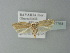  ( - BC ZSM Lep 77764)  @14 [ ] CreativeCommons - Attribution Non-Commercial Share-Alike (2013) Axel Hausmann/Bavarian State Collection of Zoology (ZSM) SNSB, Zoologische Staatssammlung Muenchen