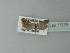  ( - BC ZSM Lep 77775)  @13 [ ] CreativeCommons - Attribution Non-Commercial Share-Alike (2013) Axel Hausmann/Bavarian State Collection of Zoology (ZSM) SNSB, Zoologische Staatssammlung Muenchen