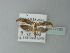  ( - BC ZSM Lep 77783)  @12 [ ] CreativeCommons - Attribution Non-Commercial Share-Alike (2013) Axel Hausmann/Bavarian State Collection of Zoology (ZSM) SNSB, Zoologische Staatssammlung Muenchen