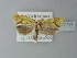  ( - BC ZSM Lep 77791)  @13 [ ] CreativeCommons - Attribution Non-Commercial Share-Alike (2013) Axel Hausmann/Bavarian State Collection of Zoology (ZSM) SNSB, Zoologische Staatssammlung Muenchen