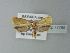  ( - BC ZSM Lep 77795)  @13 [ ] CreativeCommons - Attribution Non-Commercial Share-Alike (2013) Axel Hausmann/Bavarian State Collection of Zoology (ZSM) SNSB, Zoologische Staatssammlung Muenchen