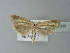  ( - BC ZSM Lep 77809)  @13 [ ] CreativeCommons - Attribution Non-Commercial Share-Alike (2013) Axel Hausmann/Bavarian State Collection of Zoology (ZSM) SNSB, Zoologische Staatssammlung Muenchen