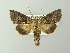  ( - BC ZSM Lep 78128)  @14 [ ] CreativeCommons - Attribution Non-Commercial Share-Alike (2013) Axel Hausmann/Bavarian State Collection of Zoology (ZSM) SNSB, Zoologische Staatssammlung Muenchen