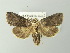  ( - BC ZSM Lep 78140)  @14 [ ] CreativeCommons - Attribution Non-Commercial Share-Alike (2013) Axel Hausmann/Bavarian State Collection of Zoology (ZSM) SNSB, Zoologische Staatssammlung Muenchen