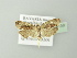  ( - BC ZSM Lep 78158)  @14 [ ] CreativeCommons - Attribution Non-Commercial Share-Alike (2013) Axel Hausmann/Bavarian State Collection of Zoology (ZSM) SNSB, Zoologische Staatssammlung Muenchen