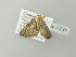  ( - BC ZSM Lep 78224)  @13 [ ] CreativeCommons - Attribution Non-Commercial Share-Alike (2013) Axel Hausmann/Bavarian State Collection of Zoology (ZSM) SNSB, Zoologische Staatssammlung Muenchen