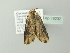  ( - BC ZSM Lep 78232)  @13 [ ] CreativeCommons - Attribution Non-Commercial Share-Alike (2013) Axel Hausmann/Bavarian State Collection of Zoology (ZSM) SNSB, Zoologische Staatssammlung Muenchen