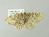  ( - BC ZSM Lep 78247)  @13 [ ] CreativeCommons - Attribution Non-Commercial Share-Alike (2013) Axel Hausmann/Bavarian State Collection of Zoology (ZSM) SNSB, Zoologische Staatssammlung Muenchen