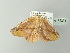  ( - BC ZSM Lep 78271)  @13 [ ] CreativeCommons - Attribution Non-Commercial Share-Alike (2013) Axel Hausmann/Bavarian State Collection of Zoology (ZSM) SNSB, Zoologische Staatssammlung Muenchen