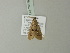  ( - BC ZSM Lep 78579)  @13 [ ] CreativeCommons - Attribution Non-Commercial Share-Alike (2013) Axel Hausmann/Bavarian State Collection of Zoology (ZSM) SNSB, Zoologische Staatssammlung Muenchen