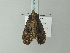  ( - BC ZSM Lep 78587)  @11 [ ] CreativeCommons - Attribution Non-Commercial Share-Alike (2013) Axel Hausmann/Bavarian State Collection of Zoology (ZSM) SNSB, Zoologische Staatssammlung Muenchen