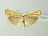  ( - BC ZSM Lep 78010)  @13 [ ] CreativeCommons - Attribution Non-Commercial Share-Alike (2014) Axel Hausmann/Bavarian State Collection of Zoology (ZSM) SNSB, Zoologische Staatssammlung Muenchen