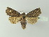  ( - BC ZSM Lep 78030)  @13 [ ] CreativeCommons - Attribution Non-Commercial Share-Alike (2014) Axel Hausmann/Bavarian State Collection of Zoology (ZSM) SNSB, Zoologische Staatssammlung Muenchen