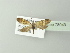  ( - BC ZSM Lep 78049)  @12 [ ] CreativeCommons - Attribution Non-Commercial Share-Alike (2014) Axel Hausmann/Bavarian State Collection of Zoology (ZSM) SNSB, Zoologische Staatssammlung Muenchen