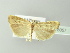  ( - BC ZSM Lep 78057)  @13 [ ] CreativeCommons - Attribution Non-Commercial Share-Alike (2014) Axel Hausmann/Bavarian State Collection of Zoology (ZSM) SNSB, Zoologische Staatssammlung Muenchen