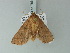 ( - BC ZSM Lep 78682)  @13 [ ] CreativeCommons - Attribution Non-Commercial Share-Alike (2014) Axel Hausmann/Bavarian State Collection of Zoology (ZSM) SNSB, Zoologische Staatssammlung Muenchen