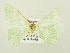  ( - BC ZSM Lep 81804)  @12 [ ] CreativeCommons - Attribution Non-Commercial Share-Alike (2014) Axel Hausmann/Bavarian State Collection of Zoology (ZSM) SNSB, Zoologische Staatssammlung Muenchen