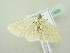  ( - BC ZSM Lep 81826)  @14 [ ] CreativeCommons - Attribution Non-Commercial Share-Alike (2014) Axel Hausmann/Bavarian State Collection of Zoology (ZSM) SNSB, Zoologische Staatssammlung Muenchen