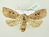 ( - BC ZSM Lep 81830)  @14 [ ] CreativeCommons - Attribution Non-Commercial Share-Alike (2014) Axel Hausmann/Bavarian State Collection of Zoology (ZSM) SNSB, Zoologische Staatssammlung Muenchen