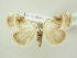  ( - BC ZSM Lep 81831)  @13 [ ] CreativeCommons - Attribution Non-Commercial Share-Alike (2014) Axel Hausmann/Bavarian State Collection of Zoology (ZSM) SNSB, Zoologische Staatssammlung Muenchen