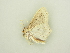  ( - BC ZSM Lep 81838)  @13 [ ] CreativeCommons - Attribution Non-Commercial Share-Alike (2014) Axel Hausmann/Bavarian State Collection of Zoology (ZSM) SNSB, Zoologische Staatssammlung Muenchen