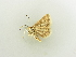  ( - BC ZSM Lep 81839)  @12 [ ] CreativeCommons - Attribution Non-Commercial Share-Alike (2014) Axel Hausmann/Bavarian State Collection of Zoology (ZSM) SNSB, Zoologische Staatssammlung Muenchen