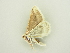  ( - BC ZSM Lep 81840)  @11 [ ] CreativeCommons - Attribution Non-Commercial Share-Alike (2014) Axel Hausmann/Bavarian State Collection of Zoology (ZSM) SNSB, Zoologische Staatssammlung Muenchen
