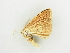  ( - BC ZSM Lep 81841)  @12 [ ] CreativeCommons - Attribution Non-Commercial Share-Alike (2014) Axel Hausmann/Bavarian State Collection of Zoology (ZSM) SNSB, Zoologische Staatssammlung Muenchen