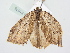  ( - BC ZSM Lep 81876)  @13 [ ] CreativeCommons - Attribution Non-Commercial Share-Alike (2014) Axel Hausmann/Bavarian State Collection of Zoology (ZSM) SNSB, Zoologische Staatssammlung Muenchen