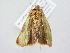  (Plusia stenochrysis - BC ZSM Lep 81884)  @11 [ ] CreativeCommons - Attribution Non-Commercial Share-Alike (2014) Axel Hausmann/Bavarian State Collection of Zoology (ZSM) SNSB, Zoologische Staatssammlung Muenchen