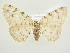  ( - BC ZSM Lep 83151)  @11 [ ] CreativeCommons - Attribution Non-Commercial Share-Alike (2014) Axel Hausmann/Bavarian State Collection of Zoology (ZSM) SNSB, Zoologische Staatssammlung Muenchen