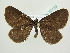  (Odezia atrata - BC ZSM Lep 83159)  @15 [ ] CreativeCommons - Attribution Non-Commercial Share-Alike (2014) Axel Hausmann/Bavarian State Collection of Zoology (ZSM) SNSB, Zoologische Staatssammlung Muenchen
