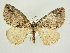  ( - BC ZSM Lep 83189)  @14 [ ] CreativeCommons - Attribution Non-Commercial Share-Alike (2014) Axel Hausmann/Bavarian State Collection of Zoology (ZSM) SNSB, Zoologische Staatssammlung Muenchen
